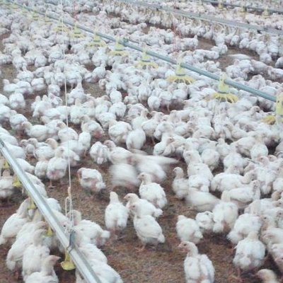 Ταΐστρες και ποτίστρες