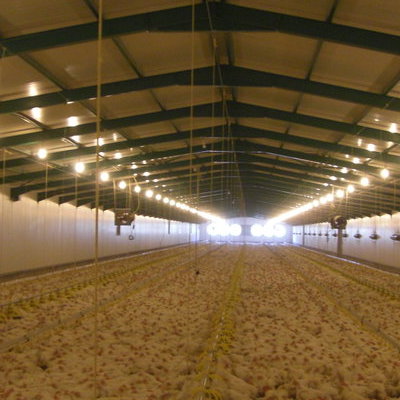 Εσωτερική άποψη πτηνοτροφικής μονάδας